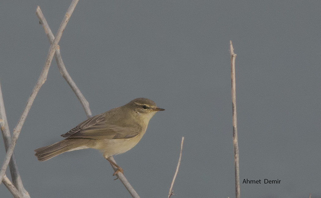 Willow Warbler
